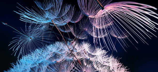 istock Dandelion blowing seeds in the air 1296713530