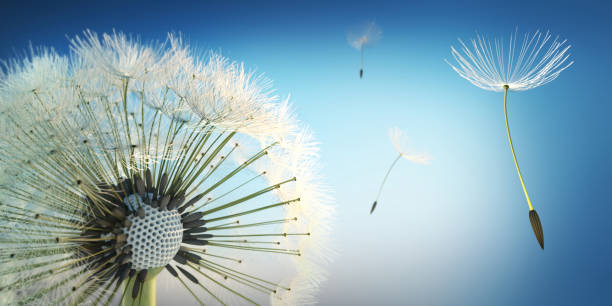 pissenlit soufflant des graines dans le ciel - dandelion freedom silhouette wind photos et images de collection