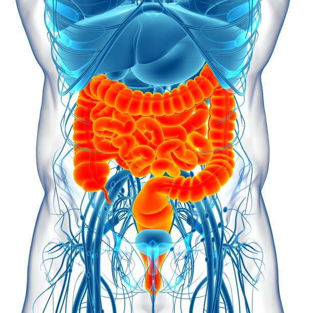 istock Small and Large Intestine 3D Illustration Human Digestive System Anatomy 1296713554