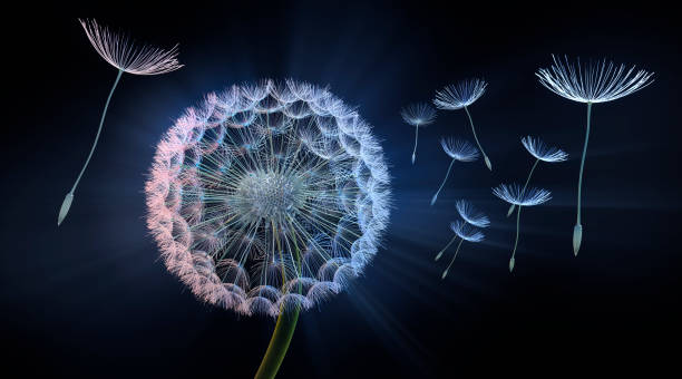 dandelion blowing seeds in the air - grass area field air sky imagens e fotografias de stock