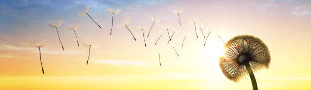 istock Dandelion blowing seeds in the sky 1296713580