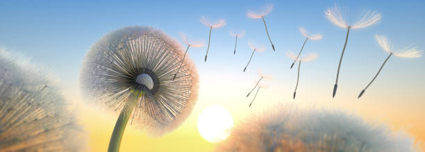 pissenlit soufflant des graines dans le ciel - dandelion freedom silhouette wind photos et images de collection