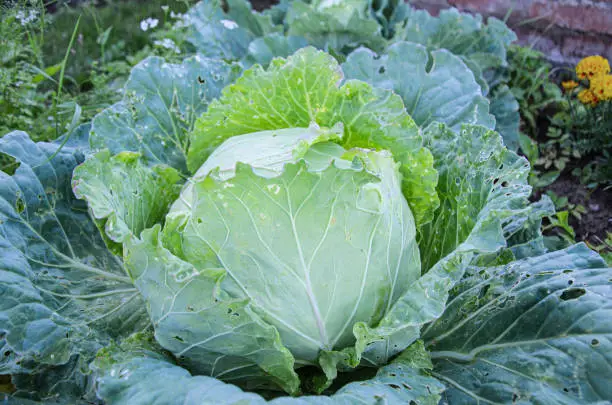 Photo of Large unripe head of cabbage in the farm vegetable garden