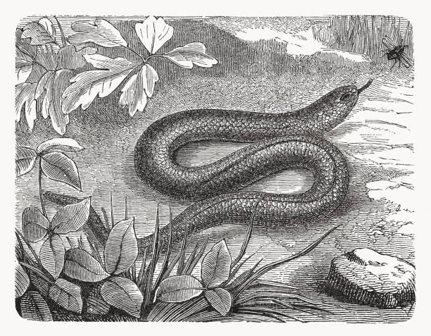 ilustraciones, imágenes clip art, dibujos animados e iconos de stock de blindworm (anguis fragilis), grabado en madera, publicado en 1893 - european adder illustrations