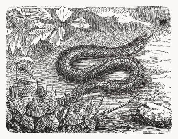 illustrations, cliparts, dessins animés et icônes de blindworm (anguis fragilis), gravure sur bois, publié en 1893 - european adder illustrations