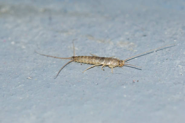 silverfish (lepisma saccharinum) is a species of small, primitive, wingless insect in the order zygentoma. - zygentoma imagens e fotografias de stock