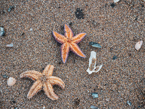on the beach of the Baltic Sea lies an orange starfish