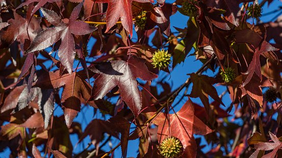 Close-up of red autumn leaf of Liquidambar styraciflua, commonly called American sweetgum (Amber tree). Nature concept for design in autumn Sochi city park.