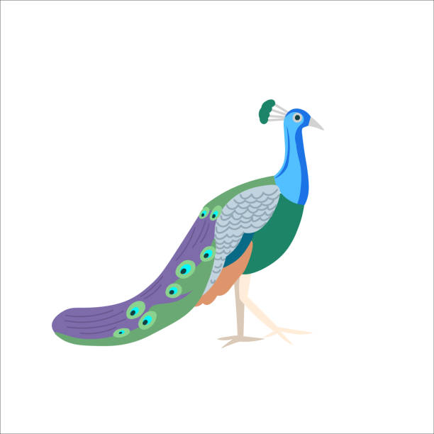 istock Cartoon peacock on a white background.Flat cartoon illustration for kids. 1296717134