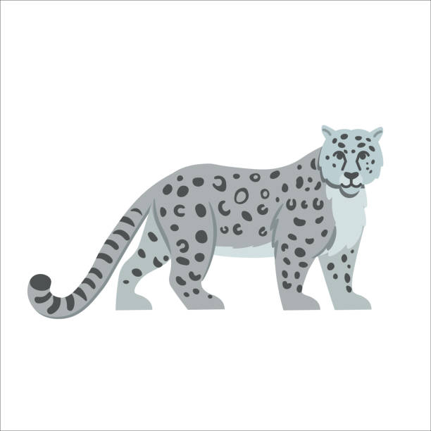 illustrazioni stock, clip art, cartoni animati e icone di tendenza di cartoon snow leopard su sfondo bianco. illustrazione piatta dei cartoni animati per bambini. - snow leopard