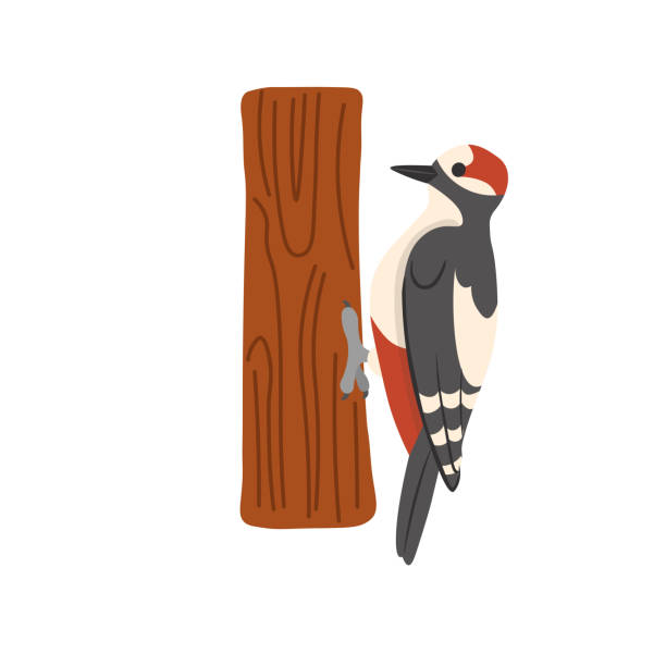 Cartoon woodpecker on a white background.Flat cartoon illustration for kids. Cartoon woodpecker on a white background.Flat cartoon illustration for kids. dendrocopos major stock illustrations