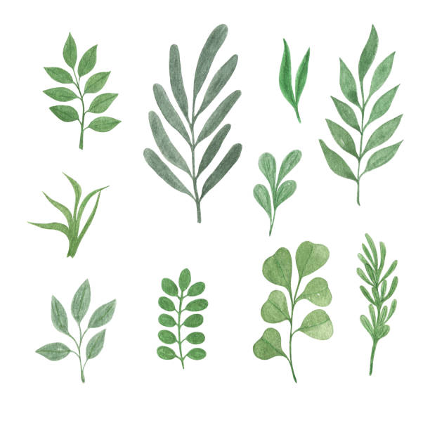 istock Watercolor simple green leaves set, hand drawn botanical floral illustration for any design purposes can be used for design purposes, greeting cards, invitations, wedding decor, menu, banner 1296717509