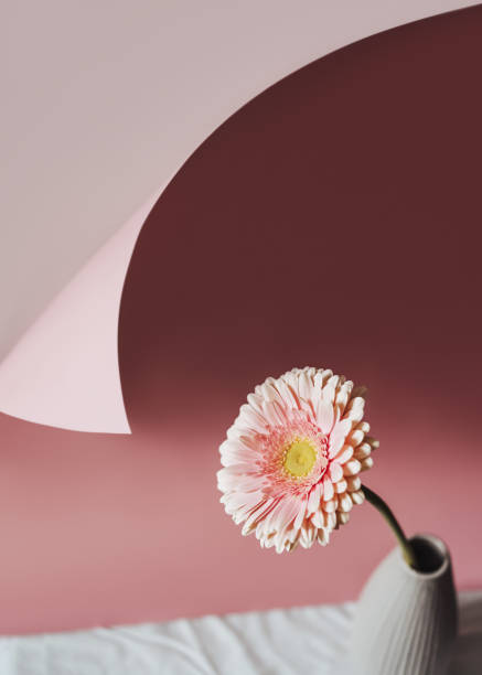 istock Creative and minimalistic composithion with pink gerbera on a pink background. Concept of the coming of spring and women's day. Lifestyle background. 1296718496
