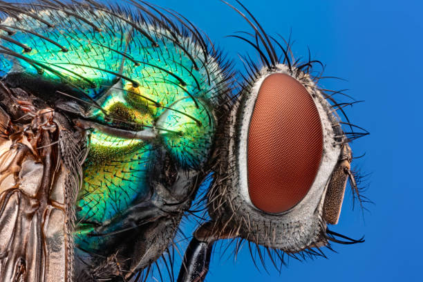 Blow Fly (Blue Bottle Fly, Bottlebee, Calliphora vomitoria, Calliphoridae) under microscope 5x macro, isolated on blue background Portrait of Blow Fly on blue insect macro fly magnification stock pictures, royalty-free photos & images