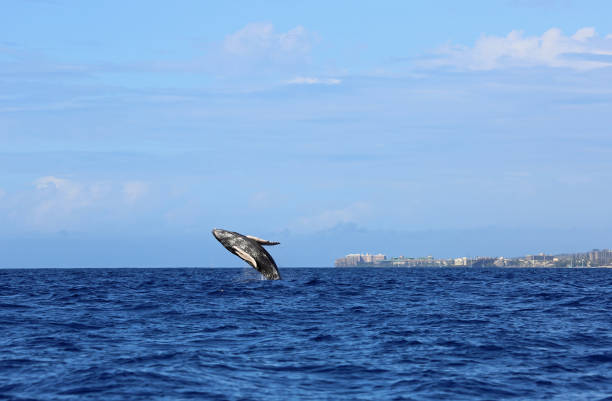 Jumping whale and Lahaina stock photo