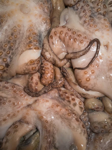 istock Chilled octopus from the sea. Brown clam close up. 1296722578