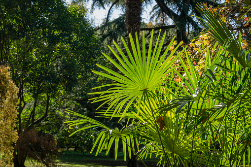 Young Chinese windmill palm (Trachycarpus fortunei) or Chusan palm against sun in city park of Sochi.  Close-up of beautiful green leaves