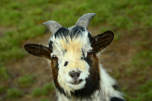 Agriculture pasture: single goat with funny face looking at the camera.( Crossbred goat)