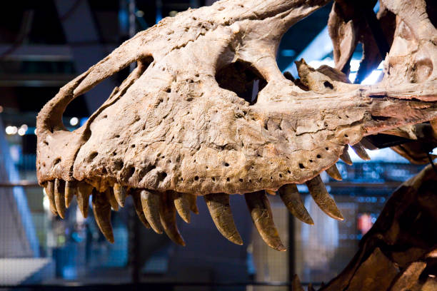 Tyrannosaurus rex Tyrannosaurus rex skeleton, 67 million years ago, USA. raptor dinosaur stock pictures, royalty-free photos & images
