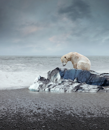 Lonely polar bear on the melting iceberg