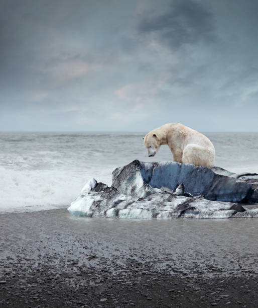 urso polar no iceberg derretido - polar bear arctic animal snow - fotografias e filmes do acervo