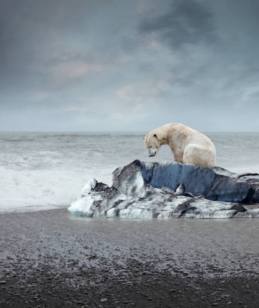 белый медведь на тающий айсберг - polar bear arctic global warming ice стоковые фото и изображения