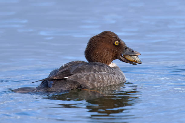 Female Common Goldeneye eating an oyster, seen in the wild in a North California marsh Female Common Goldeneye eating an oyster, seen in the wild in a North California marsh female goldeneye duck bucephala clangula swimming stock pictures, royalty-free photos & images