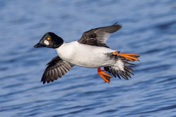 Male Common Goldeneye flying , seen in the wild in a North California marsh Male Common Goldeneye flying , seen in the wild in a North California marsh female goldeneye duck bucephala clangula swimming stock pictures, royalty-free photos & images