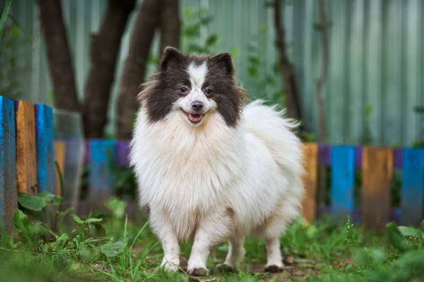istock Pomeranian Spitz dog in garden 1296726210
