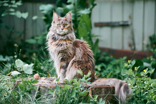 Maine coon cat in garden plot Maine coon cat in garden plot. Adult cute cat walk on park grass. Big feline breed for home love and affection. bushy stock pictures, royalty-free photos & images