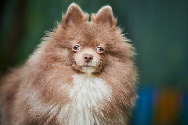 cão pomerânia spitz no jardim - dog barking humor howling - fotografias e filmes do acervo