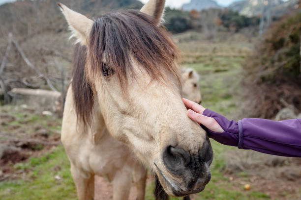 istock A pretty brown horse is caressed by a woman's hand on its face 1296726502