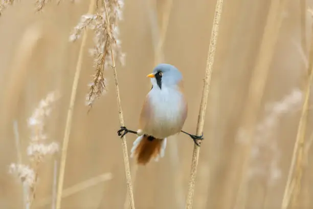 Photo of Male bearded reedling