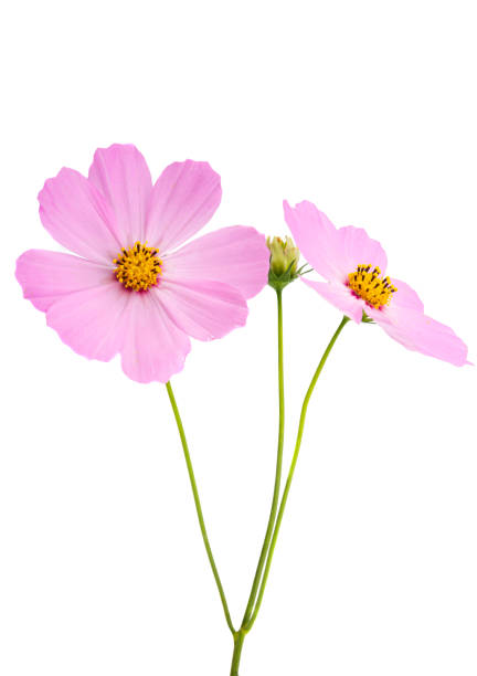 istock cosmos flowers isolated 1296726754