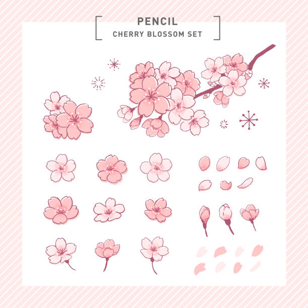 illustrations, cliparts, dessins animés et icônes de ensemble mignon d’illustration de pièces tactiles manuscrites de cerise de sakura, yoshino - cherry flowers