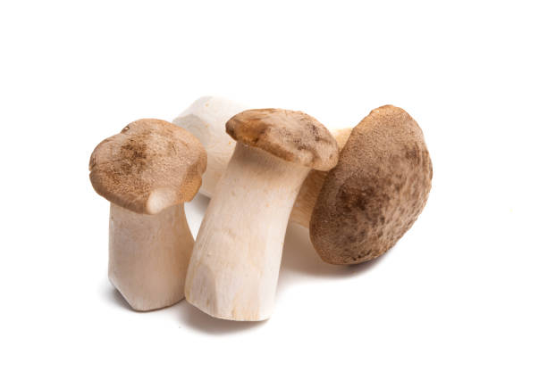 istock eringi mushrooms isolated 1296727690