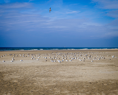 Seaguls at the beach of Hargen aan Zee, North Holland, Netherlands
