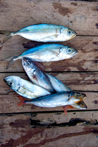 istock Fresh fish and seafood arrangement on black stone background 1296727852