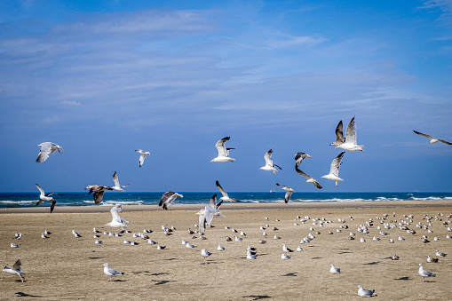 Silver gull (Chroicocephalus novaehollandiae), a medium-sized bird with white and gray plumage, the animal stands on the rocks by the sea.