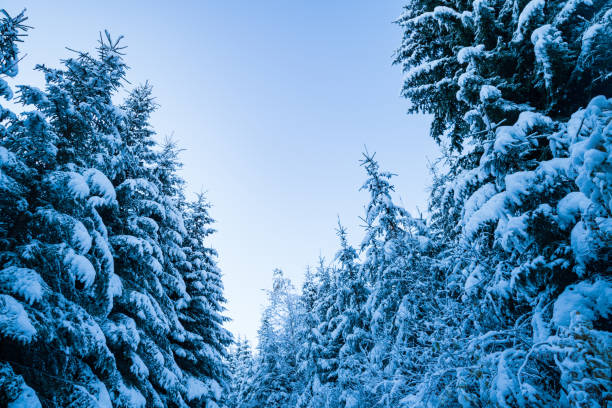 Tall dense old spruce trees grow on a snowy slope in the mountains on a cloudy winter foggy day. The concept of the beauty of the winter forest and protected areas