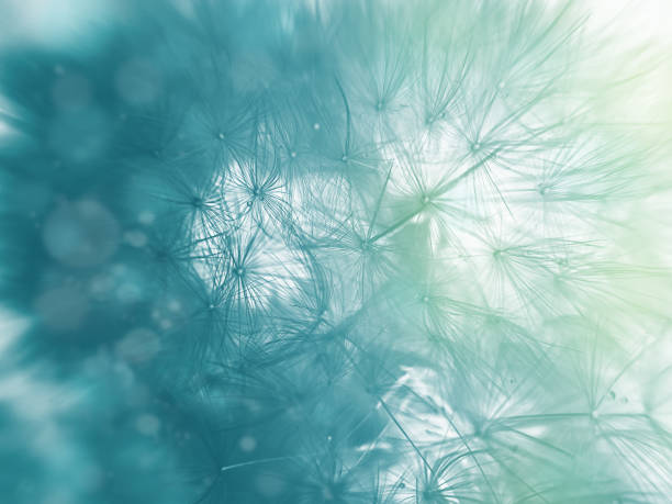 istock Dandelion Flowers with Copy Space vivid color background for designer with selective soft focus. 1296728809