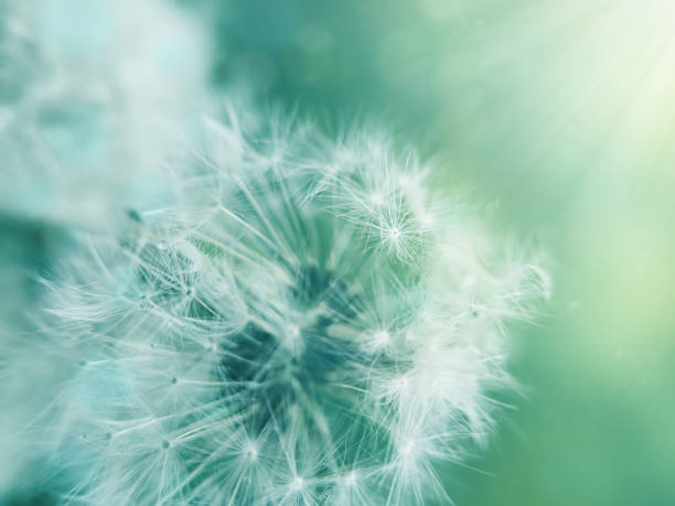 istock Dandelion Flowers with Copy Space vivid color background for designer with selective soft focus. 1296728810
