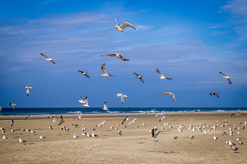 Seaguls at the beach of Hargen aan Zee, North Holland, Netherlands