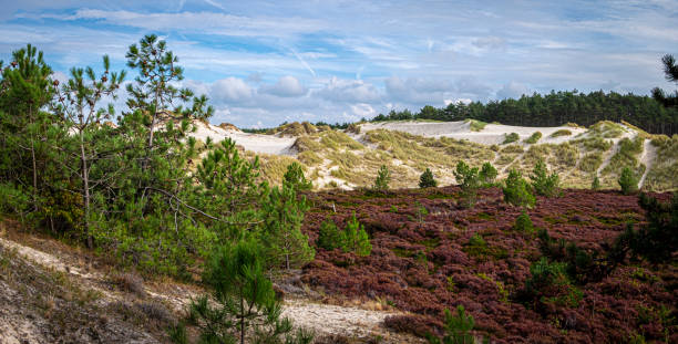 природный заповедник дюн шхурль, северная голландия, нидерланды - schoorl стоковые фото и изображения