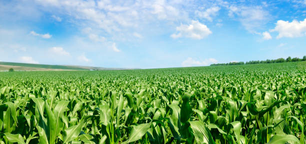 istock Corn field in the sunny and blue sky. Wide photo. 1296730013