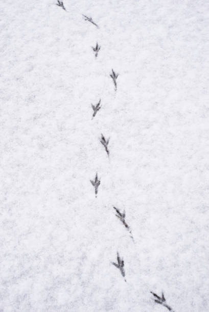 istock bird steps in the snow 1296731157