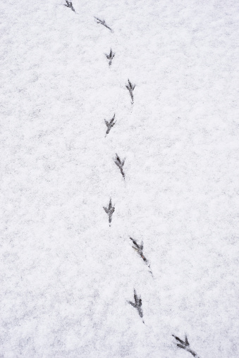 Closeup of bird steps in the snow