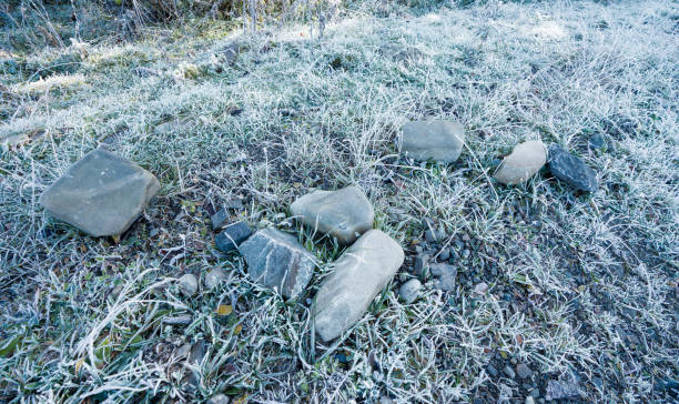 Frozen grass background and texture in landscape view