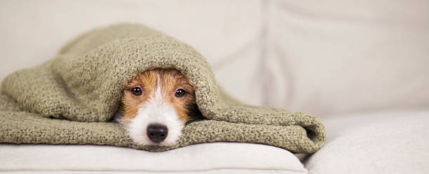 istock Cute pet dog puppy looking from a blanket 1296732442