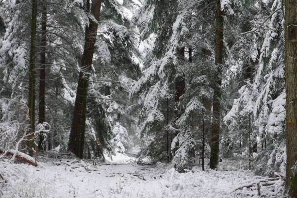 istock winter landscape with snow-covered trees 1296732546